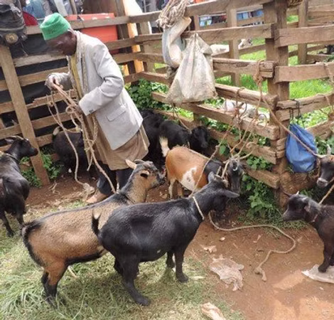 Entrepreneur proudly showcasing their product