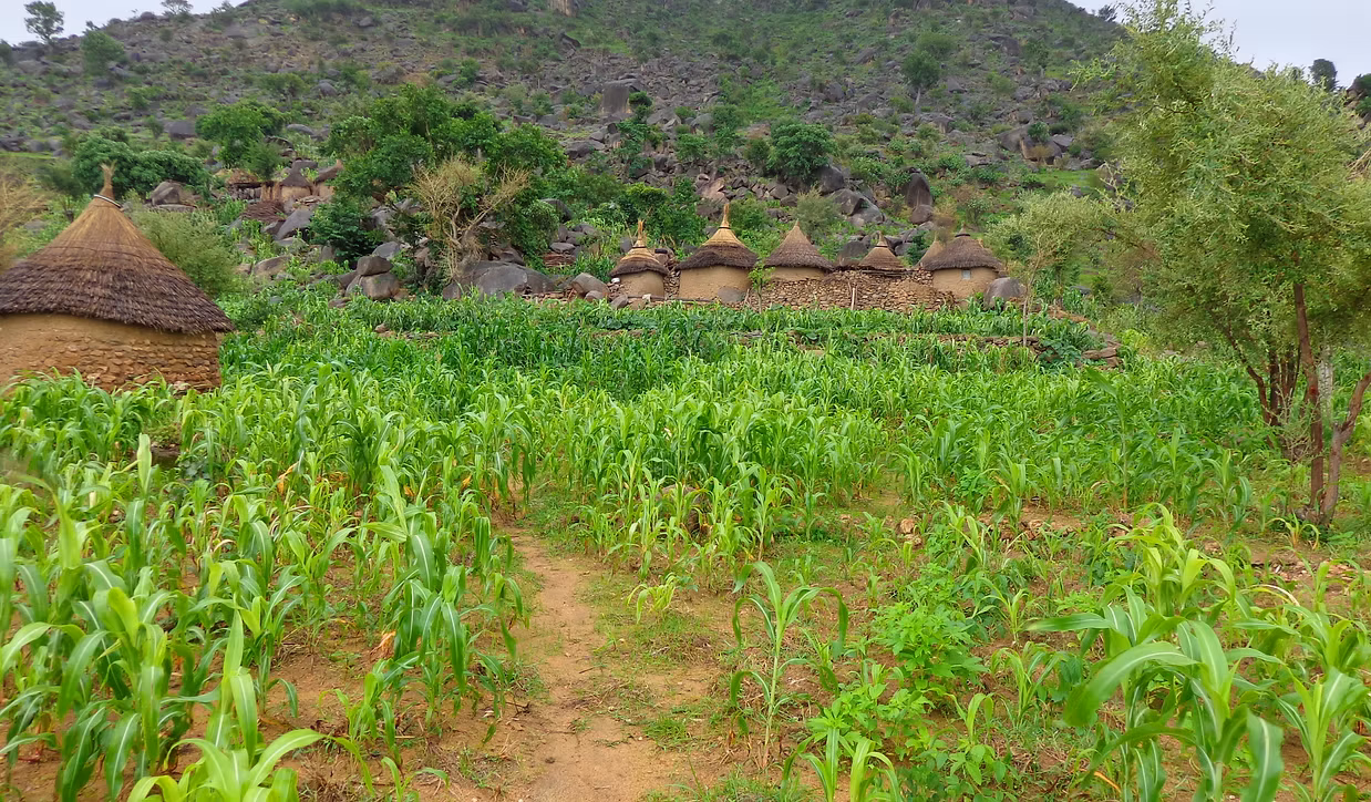Hut and Field in a rural African setting, symbolizing IDF's work